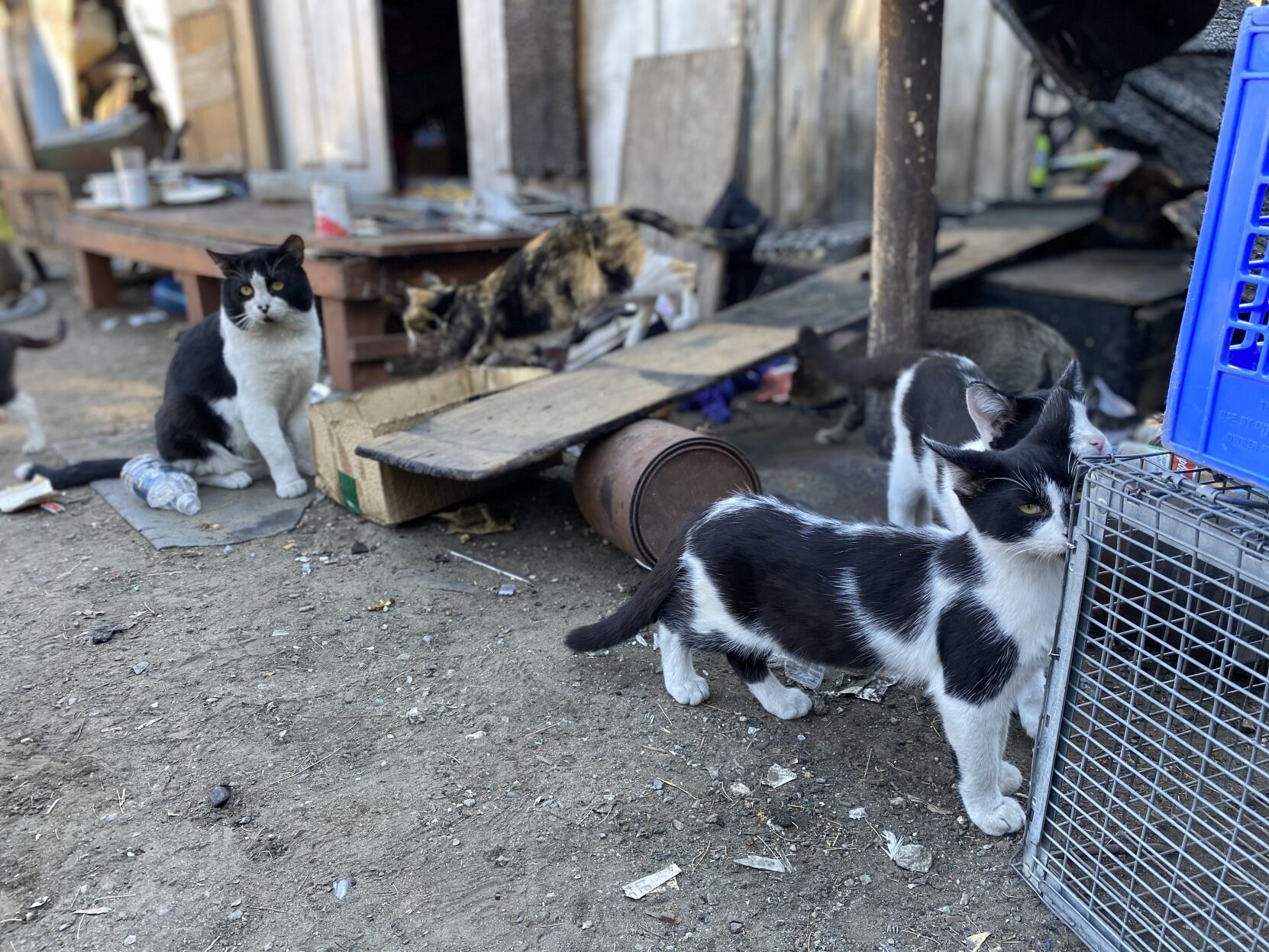 CHP animals